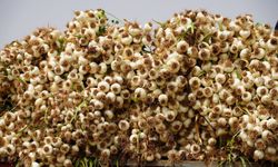 Tescilli Araban sarımsağında hasat başladı!