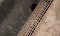 Gaziantep’te havalandırma kazanına düşen 2 yavru kediyi öğretmen kurtardı!