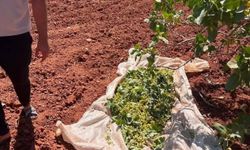 Gaziantep’te hasat öncesi şok olay! Fıstık hırsızları suçüstü yakalandı