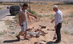 Gaziantep'te kan donduran skandal! Yol kenarında çok sayıda at kafatası bulundu! Vatandaşlar hayrete düştü…