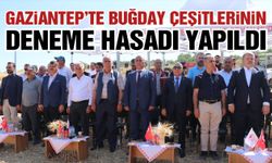 Gaziantep'te yerli ve milli buğday çeşitlerinin deneme hasadı yapıldı!