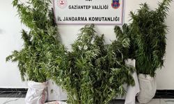 Gaziantep’te yasadışı kenevir ekimine operasyon