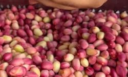 Gaziantep’te yılın ilk fıstığı rekor fiyatla satıldı!