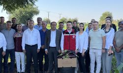Birecik’in tescilli lezzetinde hasat başladı: Rekolte beklentisi açıklandı!