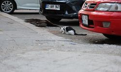 Uzmanından kritik kuduz uyarısı: Kedi tırmalamasıyla da bulaşabilir