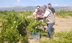 Gaziantep İslahiye’de üzüm hasadı başladı