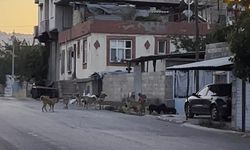 Gaziantep'te tedirgin eden görüntü! Başıboş sokak köpekleri sürü halinde…
