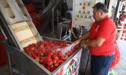 Gaziantep'te kışlık salça mesaisi başladı!