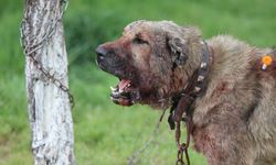 Köpeği tehdit aracı olarak kullanmak, silahlı tehdit sayılabilir