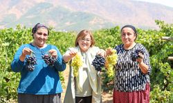 Başkan Şahin üzüm hasadına katıldı