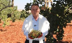 Antepfıstığında hasat heyecanı! Doğan hayat heyecanına ortak oldu