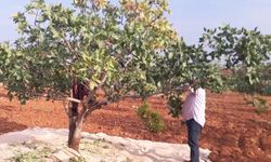 Gaziantep’te fıstık hasadı mesaisi başladı: İşte işçilerin yeni yevmiyesi ve devlüp fiyatları!