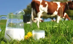 TÜİK verileri paylaştı! 995 bin 463 ton inek sütü toplandı