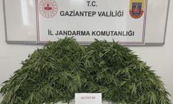 Gaziantep’te yasadışı kenevir ekimine jandarma operasyonu