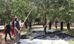 Gaziantep’te hasat heyecanı! Geliri hayır işlerinde kaynak oluyor