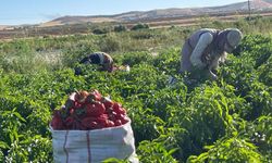 Tarlalardan sofralara acı yolculuk başladı! Hareketlilik en üst seviyeye ulaştı
