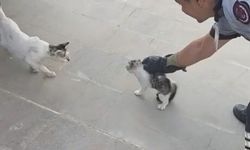 Gaziantep'te havalandırma boşluğuna düşen kediyi itfaiye kurtardı!