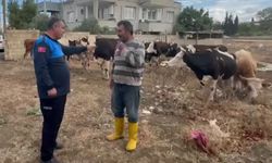 Gaziantep’te ekipler kayıp hayvanlar için seferber oldu