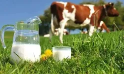 TÜİK verileri paylaştı! 987 bin 634 ton inek sütü toplandı