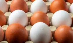 Salmonella salgını devam ediyor: Vaka sayısı 318’e yükseldi