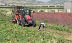 Gaziantep’te hasat sevinci