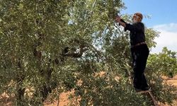 Gaziantep'te sofralık yeşil zeytin hasadı başladı