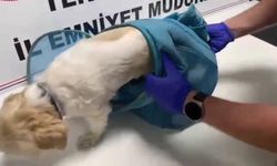 Pes dedirten yöntem! Uyuşturucuyu evcil hayvan pusetine gizlediler