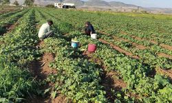 Gaziantep'te turşuluk acur hasadı başladı: Tarladaki fiyatı şaşırttı!