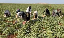 Gaziantep'te turşuluk acur hasadı başladı