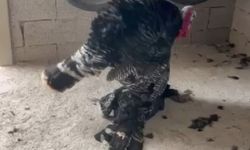 Gaziantep’te duygulandıran anlar! Erkek hindi, vefat eden dişi hindinin başından ayrılmadı…