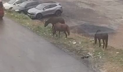 Sokaklarda gezen başıboş atlar şaşkınlığa sebep oldu