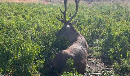 Gaziantep’te geyik kurtarma operasyonu! Vatandaşlar tarafından kurtarıldı