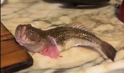 İçi temizlenen balık dakikalarca çırpınmaya devam etti! Video haber…