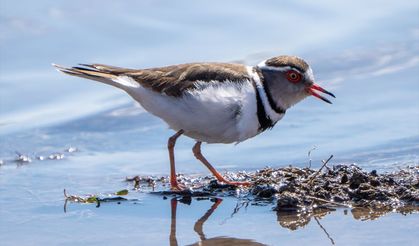 Gaziantep’te ilk kez görüldü…