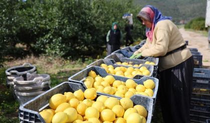 TÜİK açıkladı! Limonda üretici fiyatları yüzde 410 yükseldi