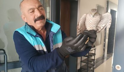 Gaziantep’te apartmanda yakaladığı atmacayı doğaya geri bıraktı!