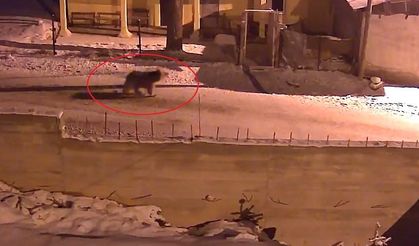 Kış uykusundan uyanan ayılar köylerde yiyecek aradı! İşte o anlar…