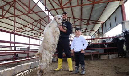 Kurban mesaisinde 'rekor' heyecanı! 140 kilogramlık dev keçi…