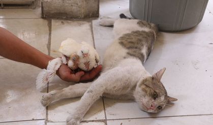 Milyonluk güvercinleri 'azılı düşmanları' koruyor