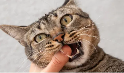 Gaziantepliler dikkat! Kedi ve köpek ısırığını da tırmalamasını hafife almayın! İşte 5 altın kural…