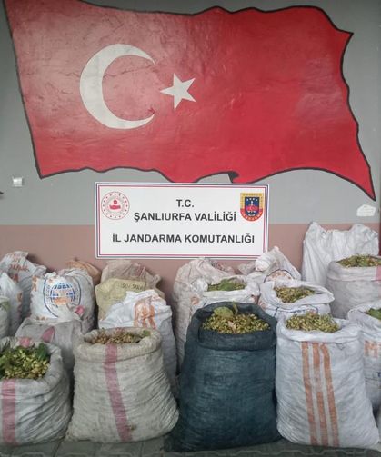 Fıstık hırsızlığına 13 gözaltı