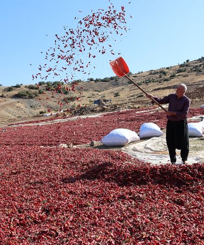 Kilis'te pul biber mesaisi