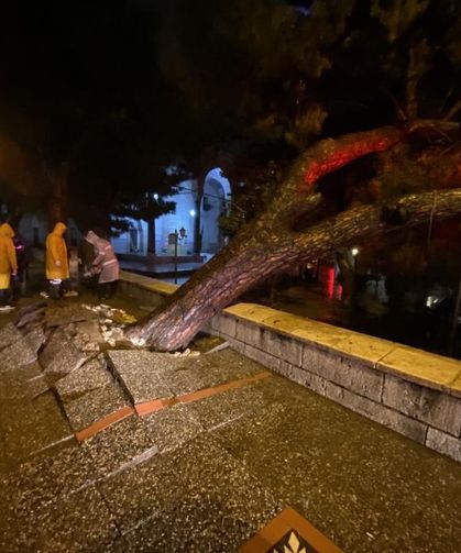 Faciadan dönüldü! Asırlık çam ağacı devrildi…