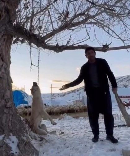 Köpeği ağaca asarak öldürdü: Şahıs gözaltında