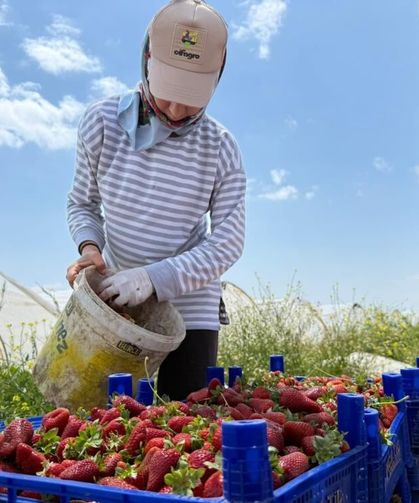 Tarla ile market rafları arasındaki uçurum:  Üretici inanamıyor!