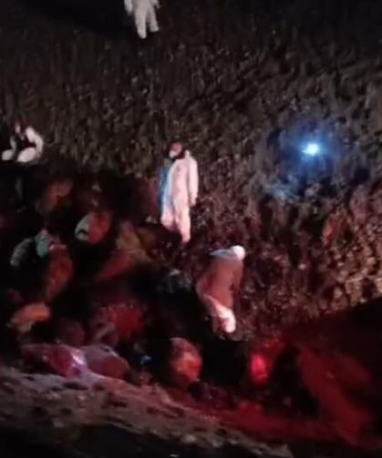 Arı saldırısının bilançosu ağır oldu: 816 koyun telef!