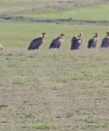 Van'da akbaba sürüsü görüldü