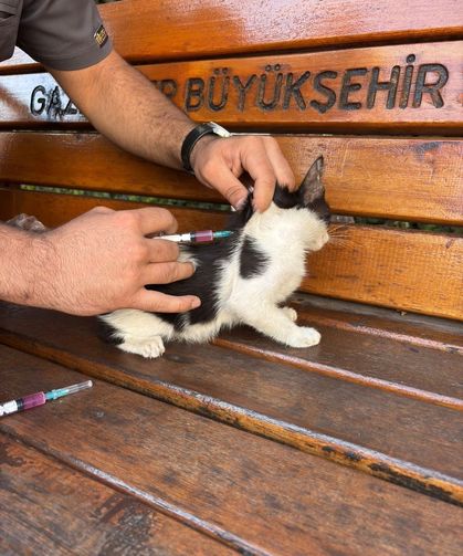 Hayvan dostu GKV’li öğrencilerden örnek davranış