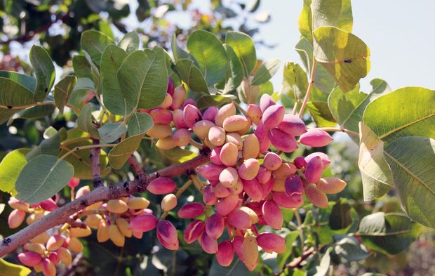 Nesilden Nesile Aktarılan Miras: Antep Fıstığı…
