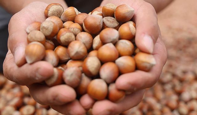 17 Ocak 2026 Fındık Fiyatları: Serbest Piyasada Fındık Ne Kadar?